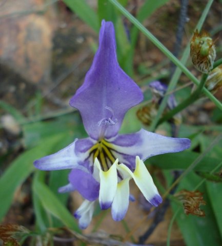 Sparaxis roxburghii